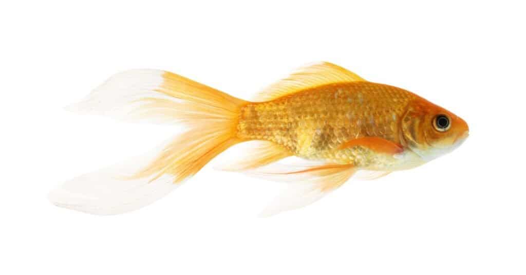 comune-pesce rosso-bianco-sfondo