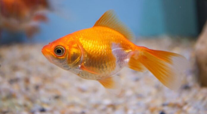  Cosa mangiano i pesci rossi?  15+ cibi di cui banchettare il pesce rosso

