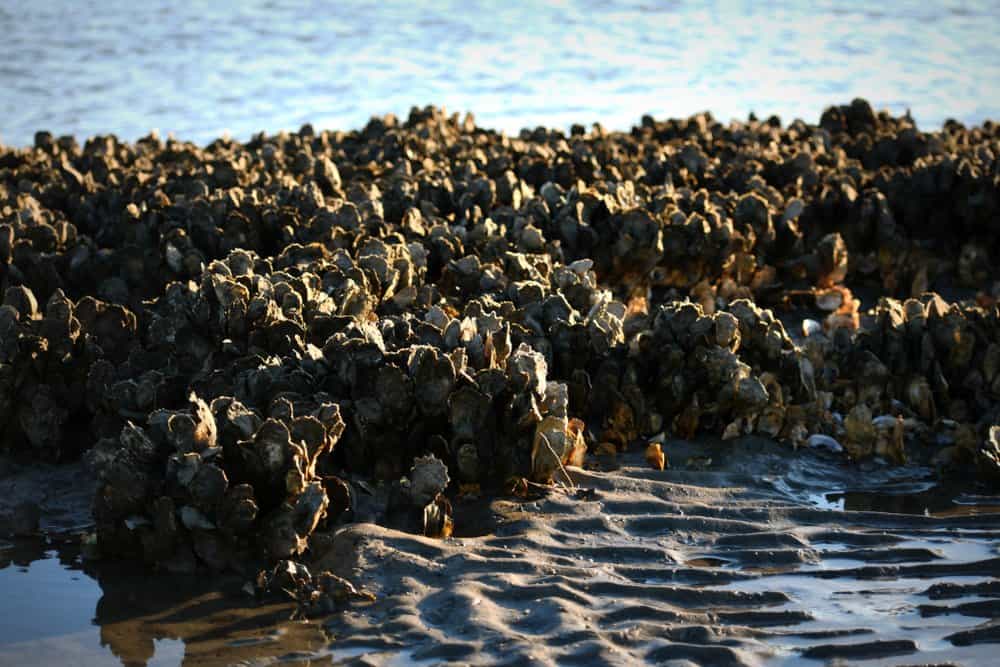 Ostrica (Ostreidae) - sulle rocce nell'oceano