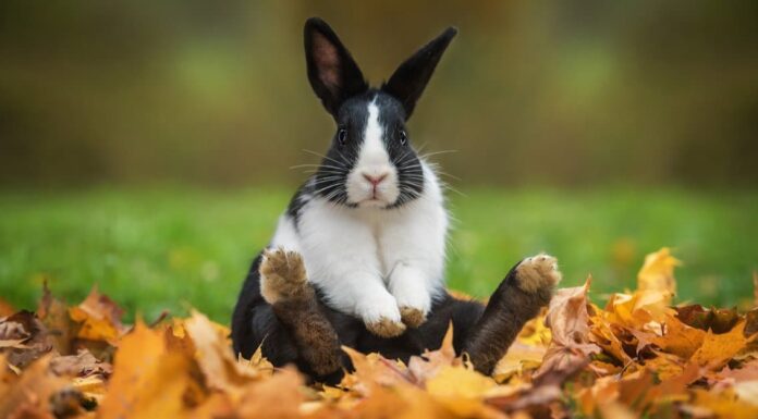 Quanti anni ha il coniglio più vecchio di sempre?
