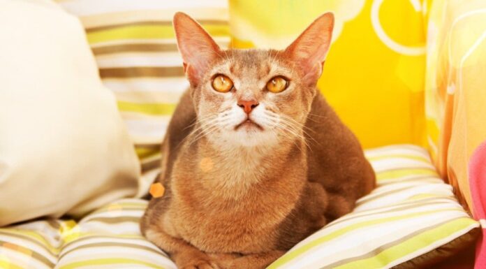 Le 10 migliori razze di gatti più intelligenti
