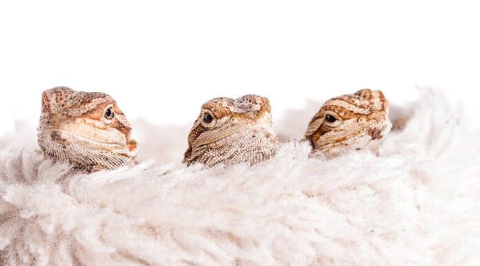 baby-bearded-dragon-on-a-flower