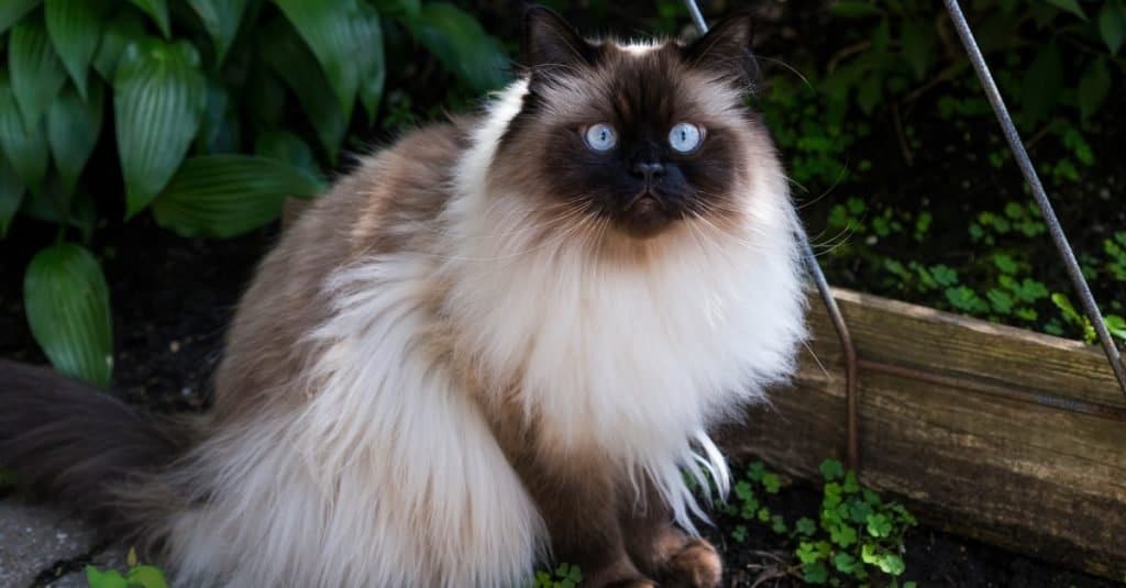 Gatto himalayano dal volto di bambola Chocolate Point con sorprendenti occhi azzurri seduto in giardino.