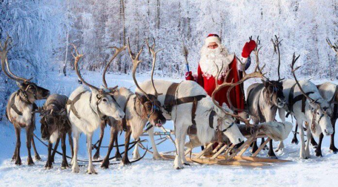 12 incredibili fatti sulle renne per Natale
