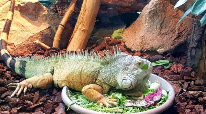 Largest iguanas - Green iguana