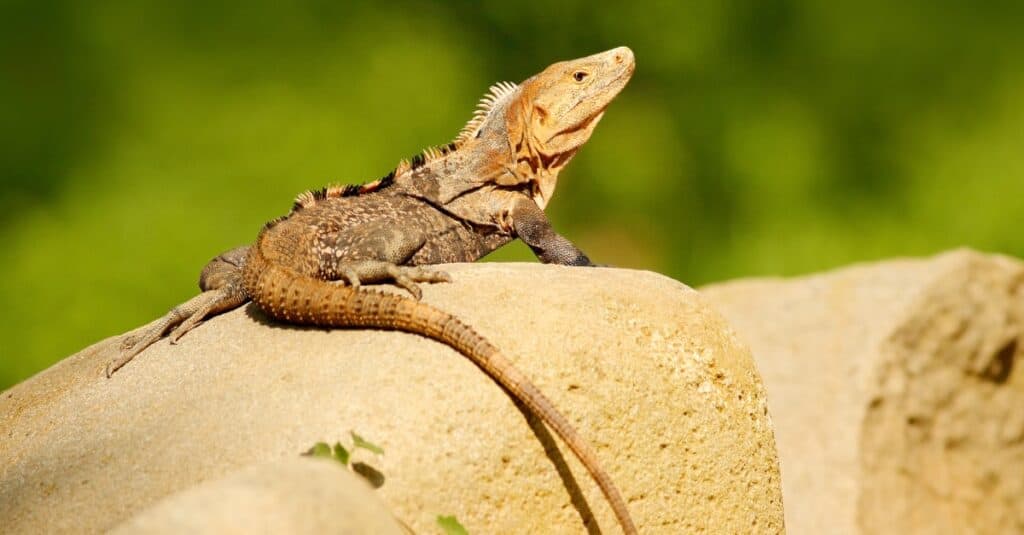 iguana dalla coda spinosa nera seduta su una roccia
