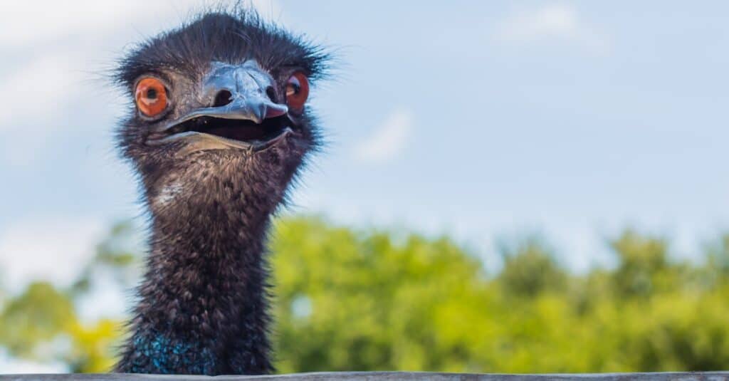 primo piano di una faccia di emù