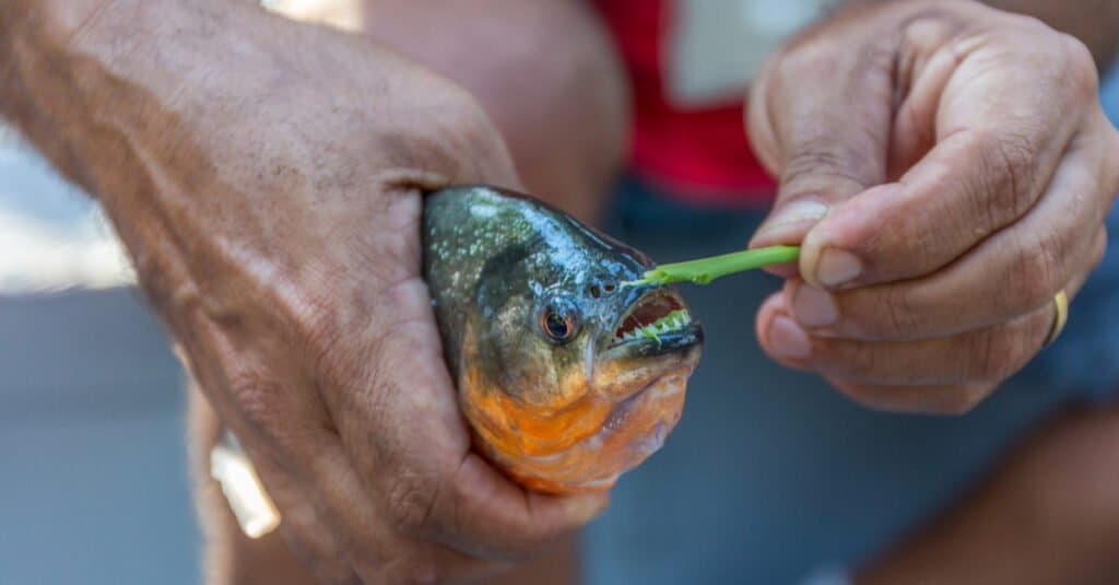 Cosa mangiano i piranha - Pesce piranha dal ventre rosso 