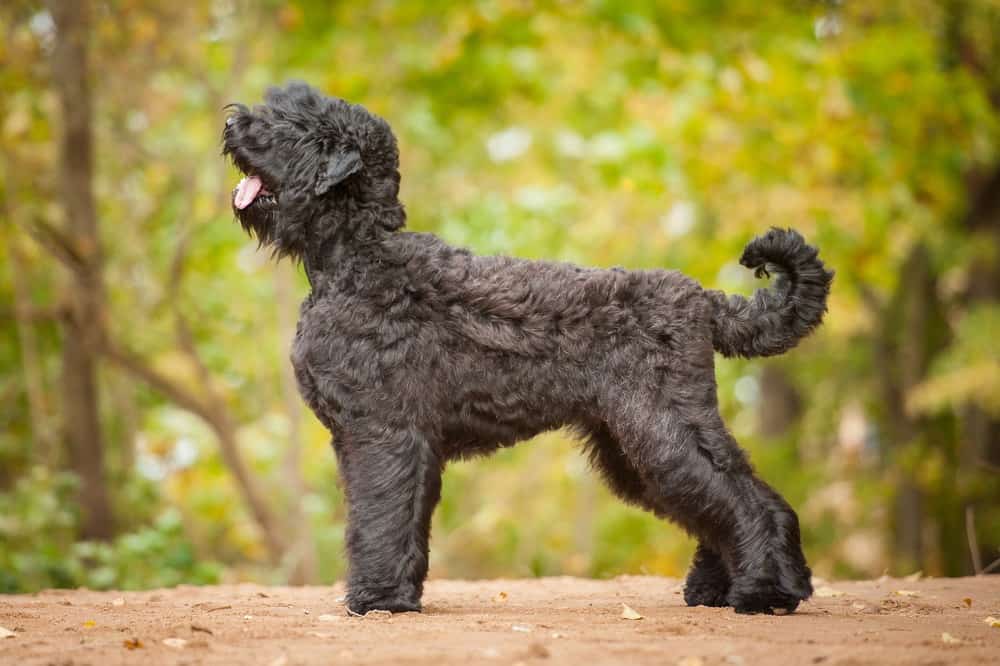 Un'inquadratura di profilo di Black Russian Terrier