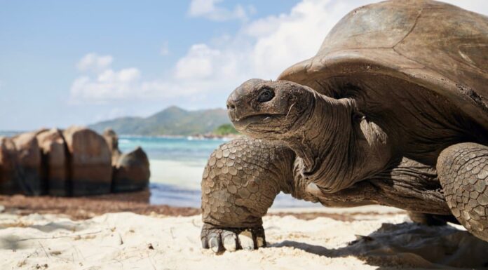 animals that estivate: desert-tortoise