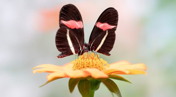 10 farfalle velenose

