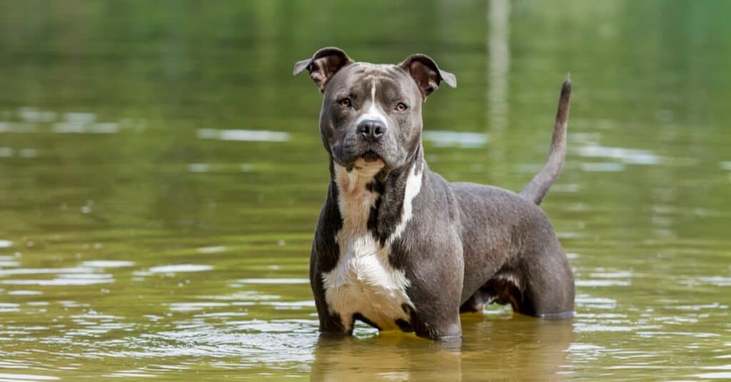 American Staffordshire Terrier in piedi in acqua