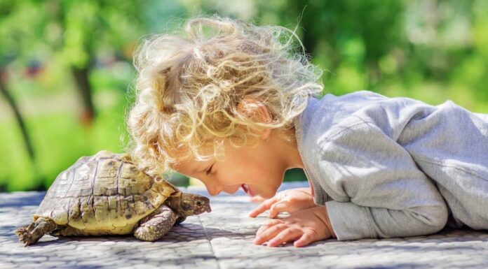 I 10 migliori animali per bambini
