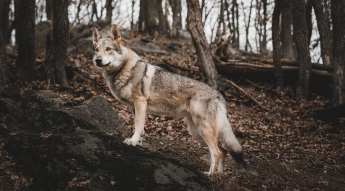 Cosa sono i cani lupo e sono buoni animali domestici?
