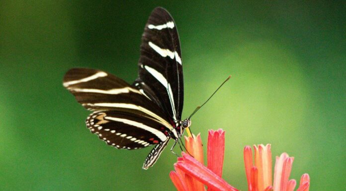 Quante zampe ha una farfalla?
