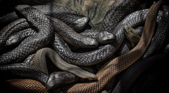 Come si chiama un gruppo di serpenti?
