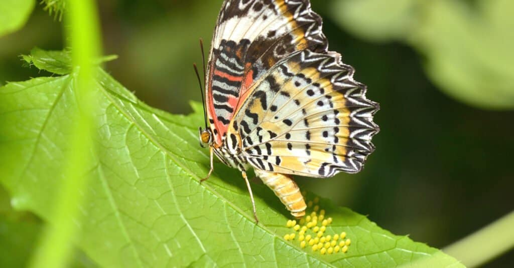 una farfalla gialla, arancione, bianca e nera che depone uova gialle sferiche su una foglia verde brillante.