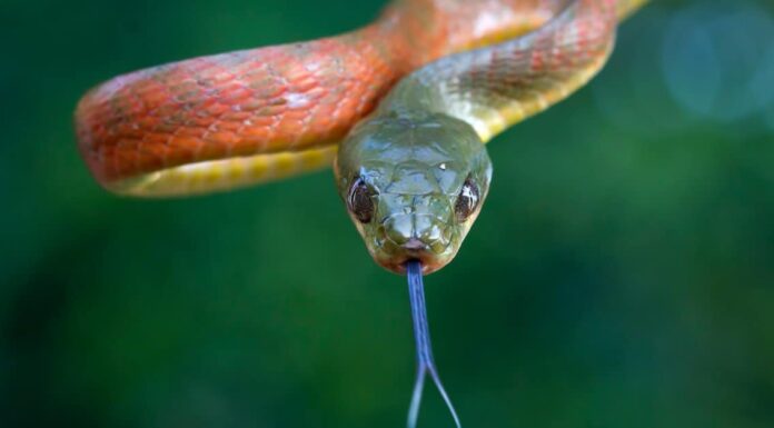 Perché i serpenti mangiano se stessi?
