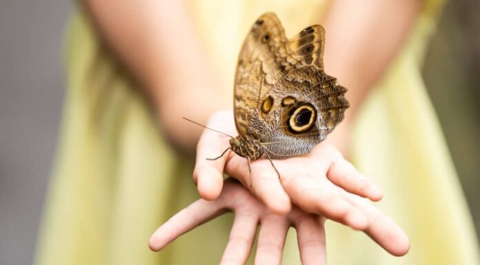 Paura delle farfalle: come si chiama e perché alcune persone hanno paura delle farfalle?
