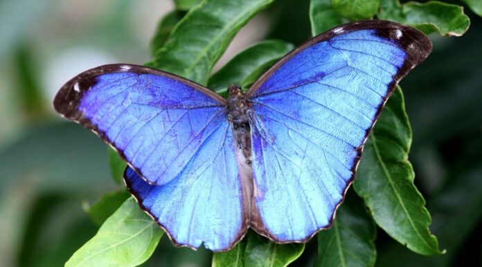 8 farfalle più uniche al mondo

