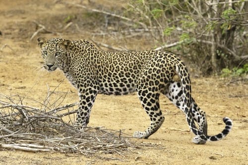 Guarda un leopardo scopare il cane e perdere completamente un facile pasto di facocero
