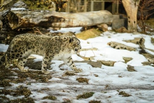 Leopardo delle nevi nel recinto