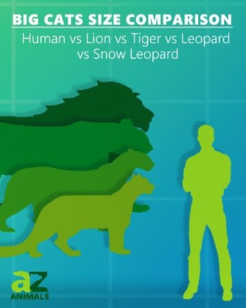 confronto tra grandi felini con umani, leoni, tigri, leopardi e leopardi delle nevi