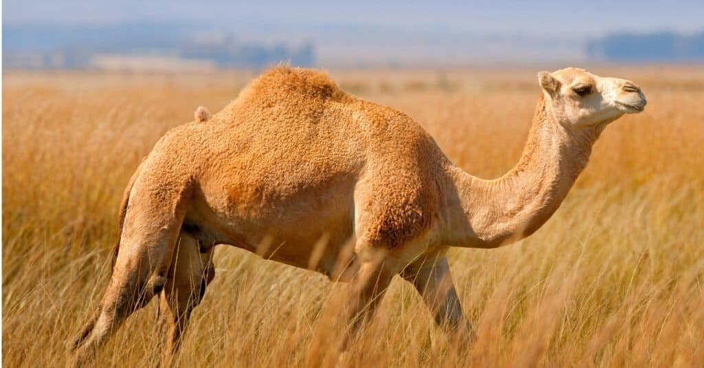 Animali dalla pelle più dura: il cammello