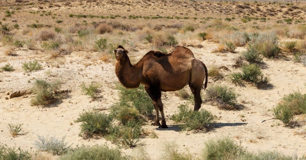 Perché i cammelli hanno le gobbe - Cammello battario 