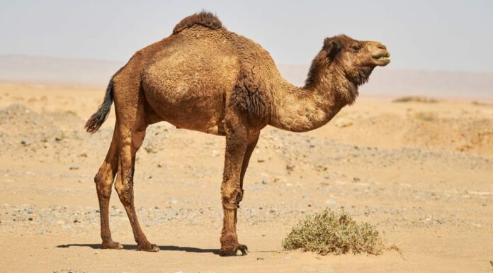Perché i cammelli hanno le gobbe?
