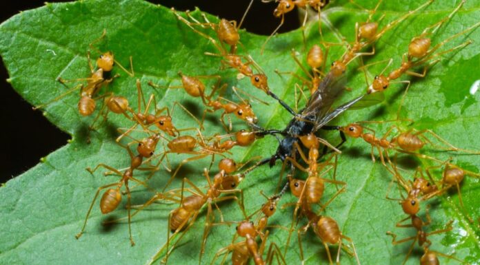 Cosa mangiano le formiche?
