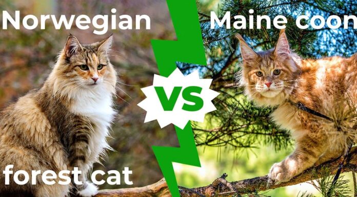 Maine Coon vs. Gatto delle foreste norvegesi: confronto tra queste razze di gatti giganti
