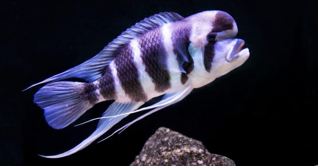 Tipi di pesci a lunga vita - Frontosa 