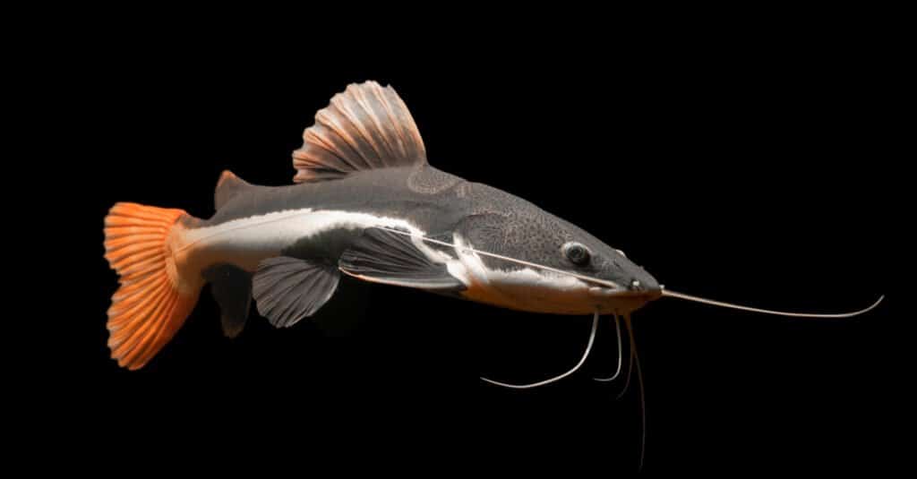 Tipi di pesci da compagnia a lunga vita - Pesce gatto dalla coda rossa