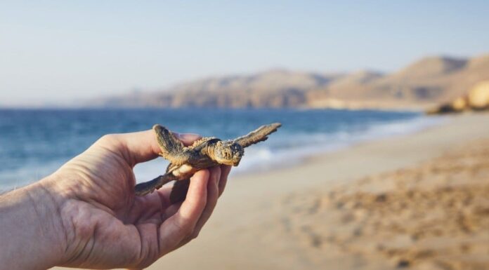 baby-turtle-going-to-sea