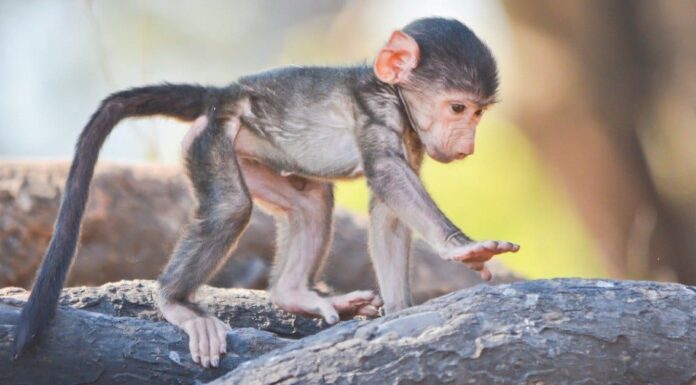 baby-monkey-and-mother