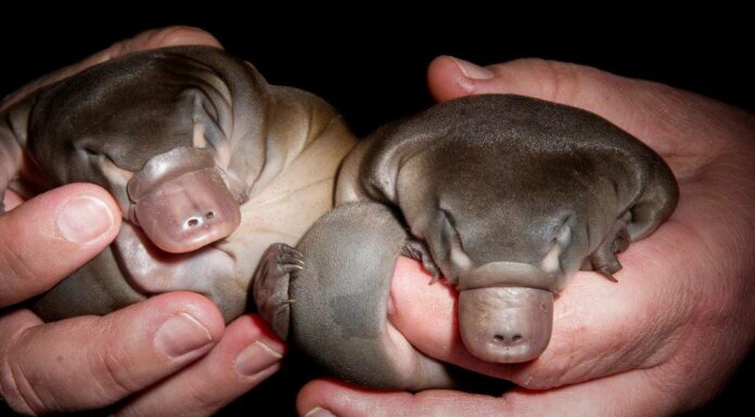 Baby Platypus: 5 immagini di Puggle e 5 fatti
