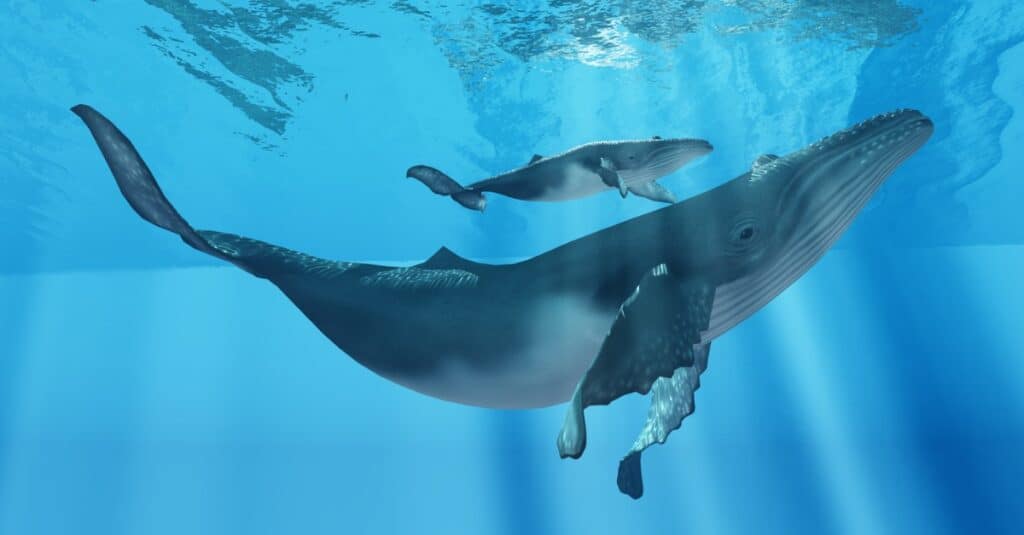 Come si accoppiano le balene - mamma megattera con prole 
