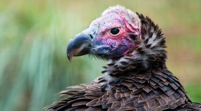 Largest Vulture - Indian Vulture 