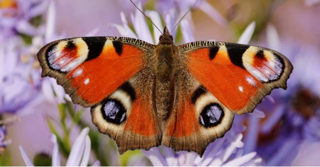 Quanti occhi hanno le farfalle