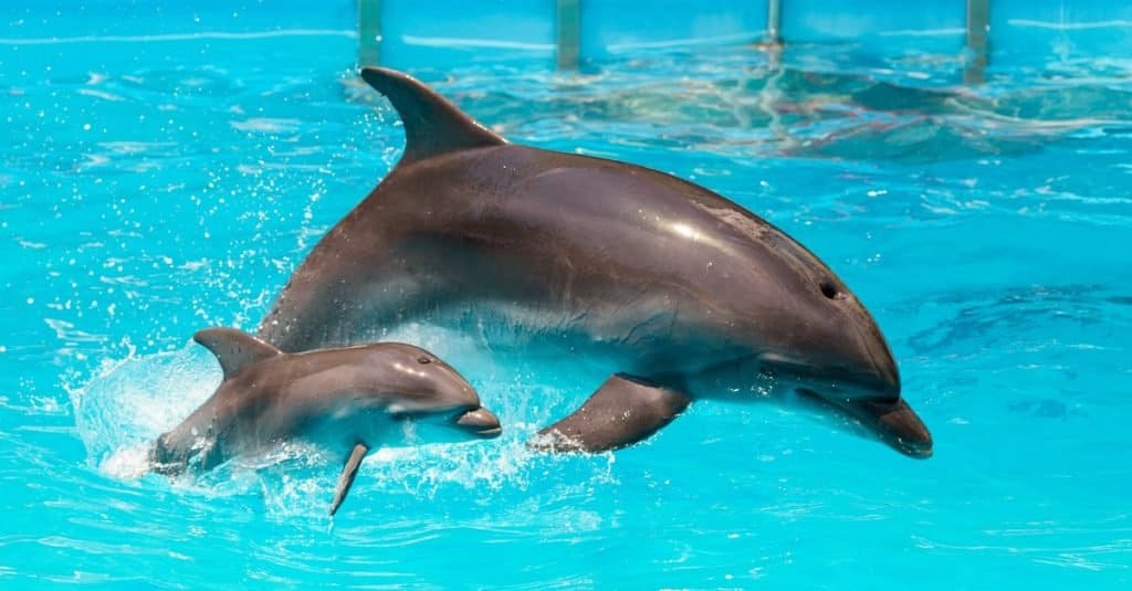 Fatti sugli animali: delfini