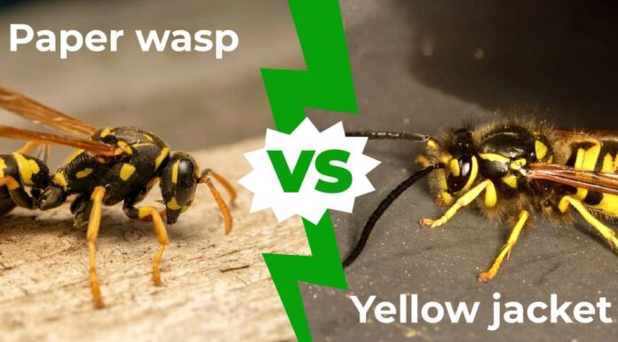 Giacca gialla contro vespa di carta: le 7 differenze chiave
