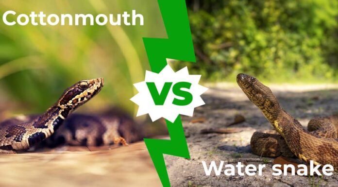 Cottonmouth vs Serpenti d'acqua: le principali differenze
