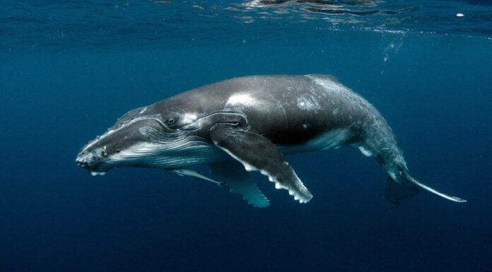 Durata della vita delle balene: quanto tempo vivono le balene?
