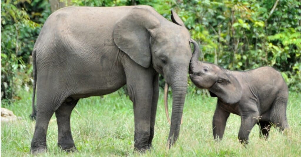 Gli elefanti sono mammiferi: elefantino con la madre