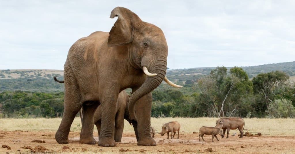 Animali più alti: elefante africano