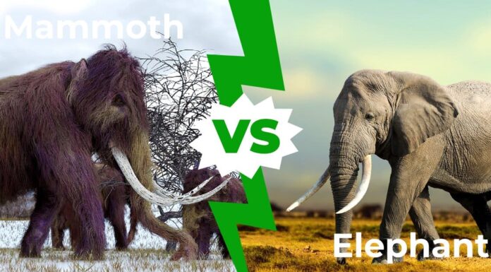 Mammut contro elefante: qual è la differenza?
