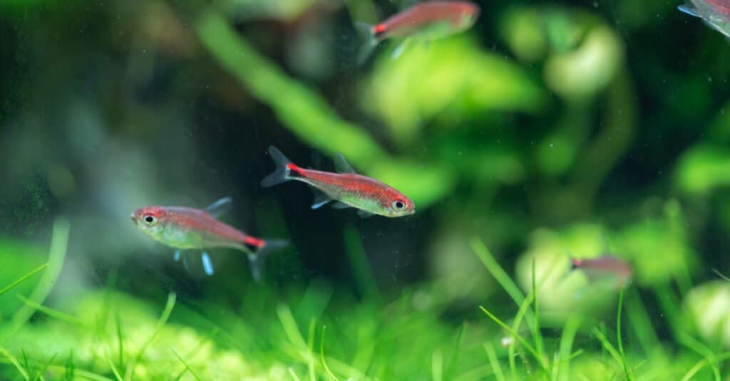 gruppo-di-ruby-tetra-fish