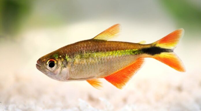 two-neon-tetra-fish