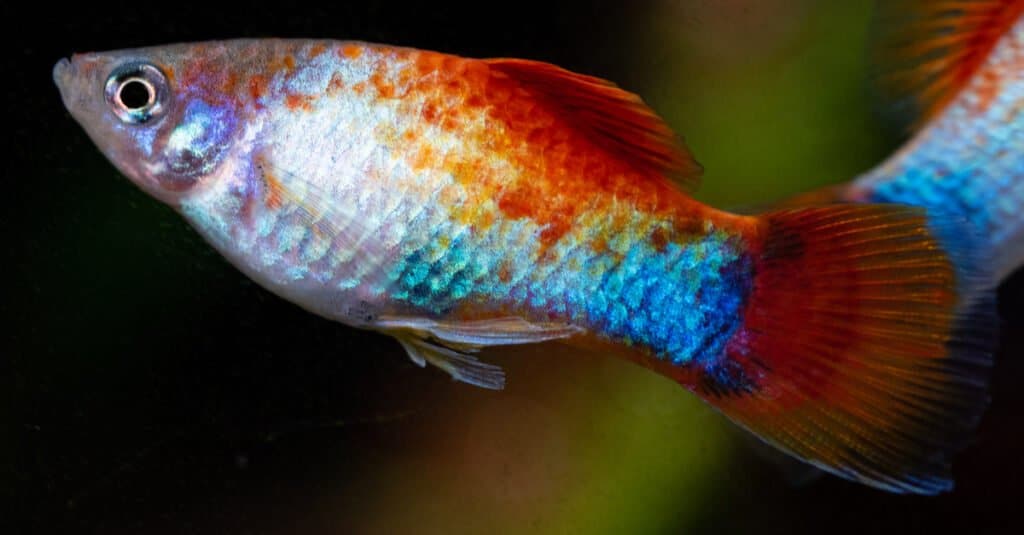 pesce-platy-arcobaleno